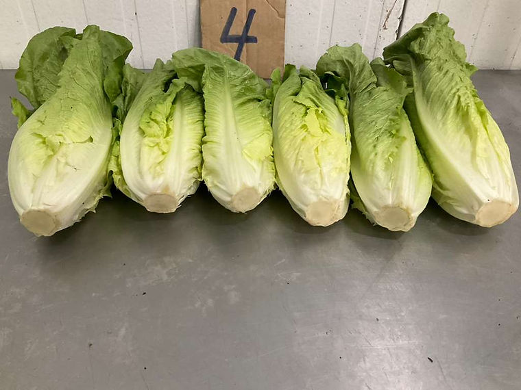 Romaine hearts lined up after trimming