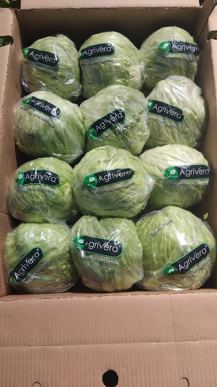 Bagged iceberg lettuce filling a carton
