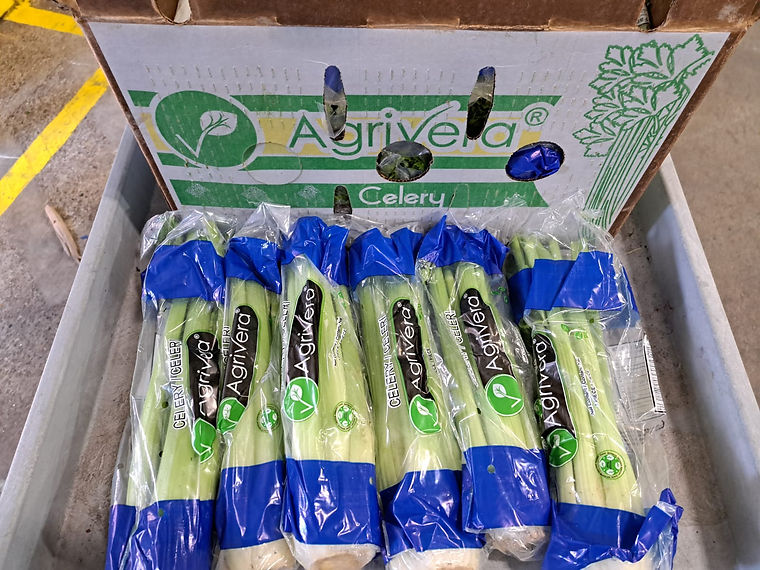 Sleeved celery packed in an Agrivera celery carton