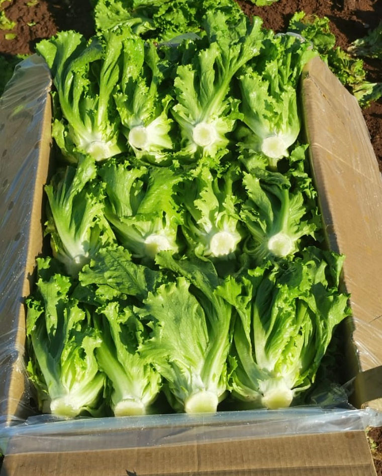Leafy green heads packed upright in a carton