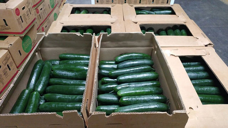Slicer cucumbers packed in a carton