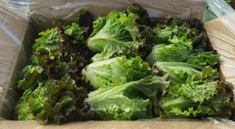 Red and green leaf lettuce packed side by side