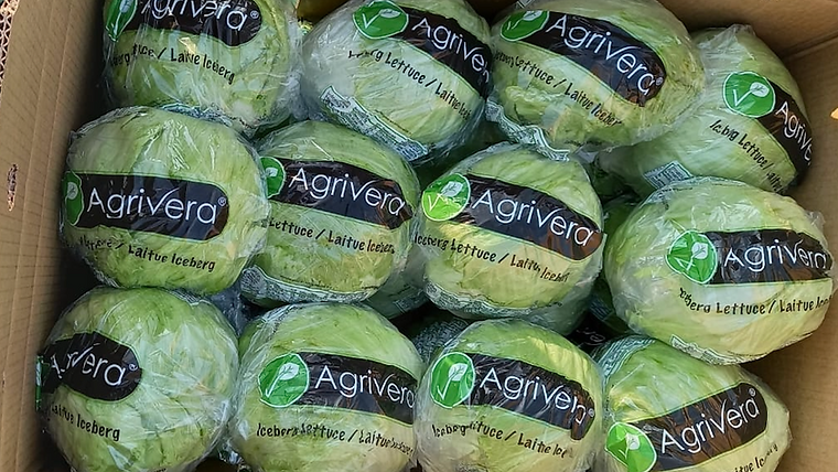 Iceberg heads bagged in printed Agrivera film