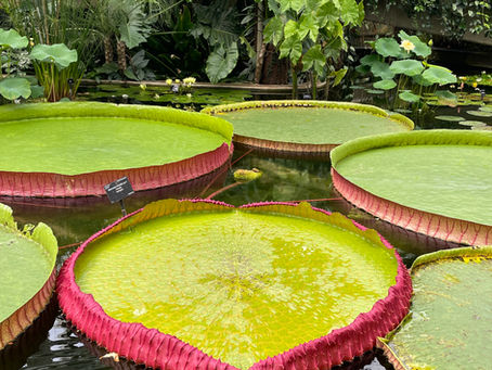 Visit to Kew Gardens for sculpture inspiration 
