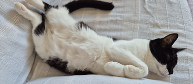 Chat heureux se repose
