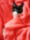 Mascotte de chat