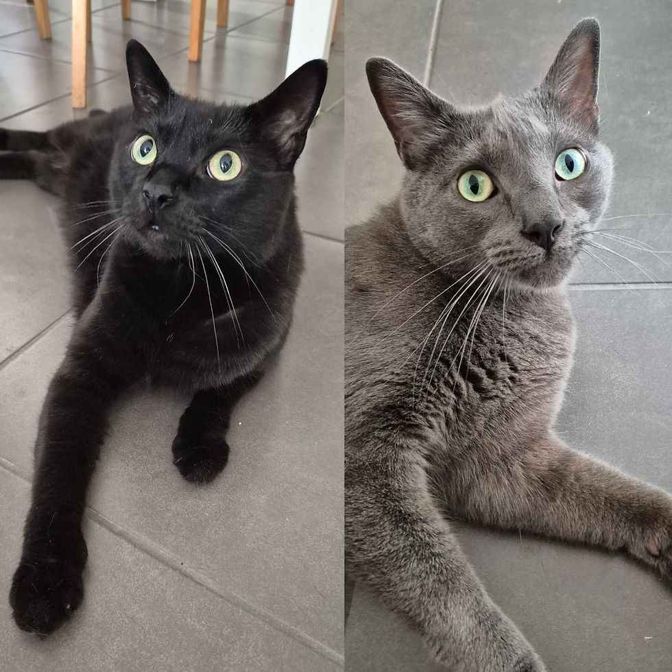 Charlotte B. pour Scratchy et Sweety. Prestation de cat sitting.