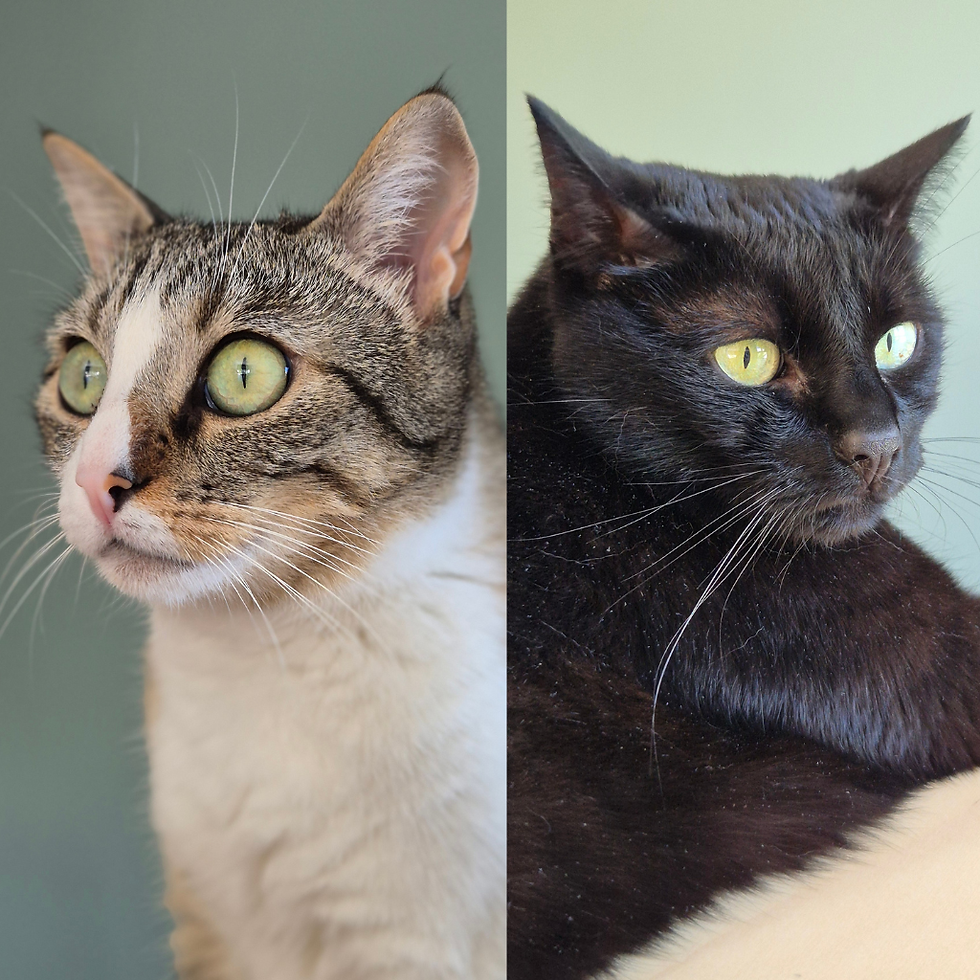 Claire D. pour Lucienne et Simone. Prestation de cat sitting.
