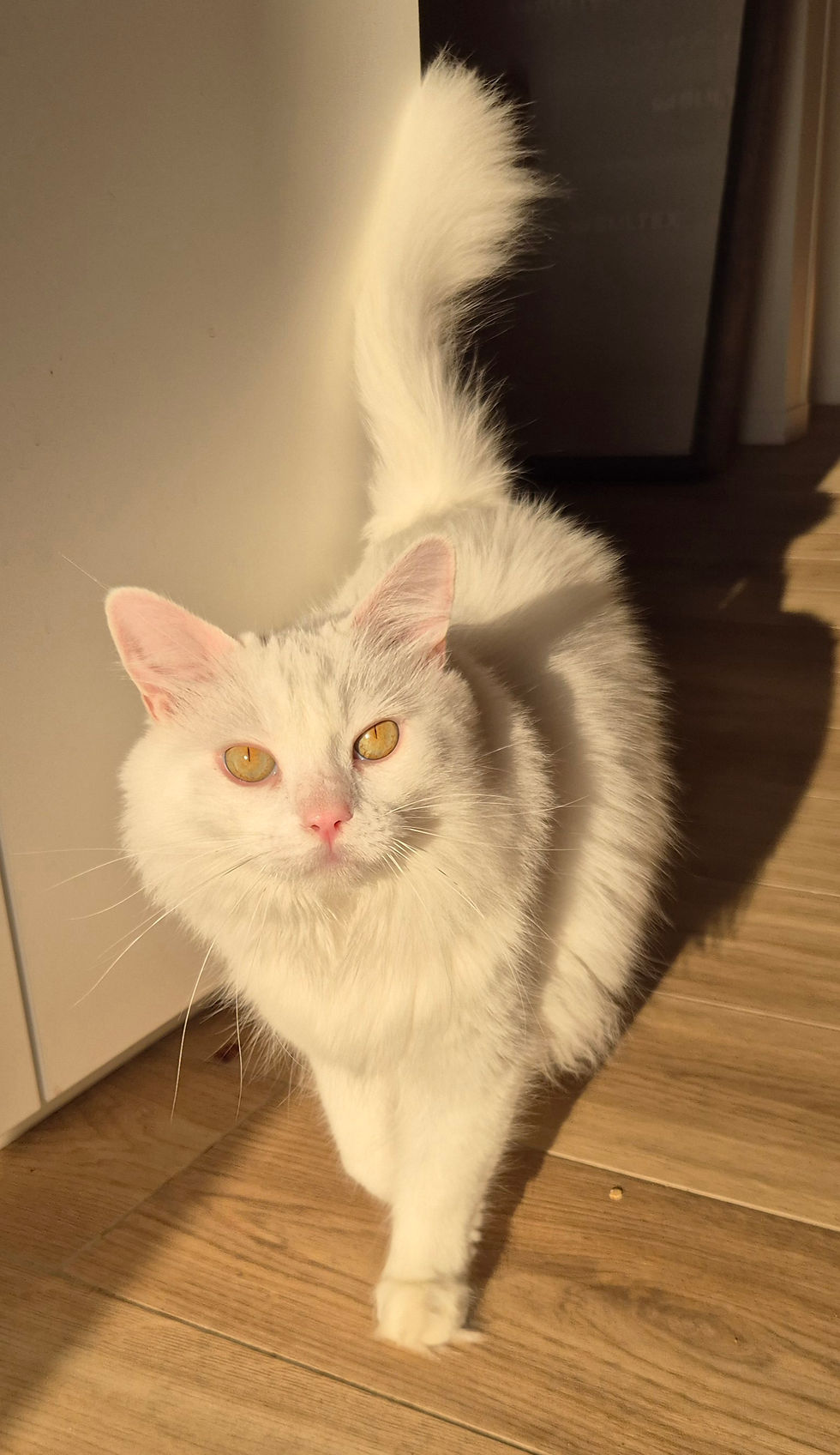 Julien A. pour Lumos. Prestation de cat sitting.