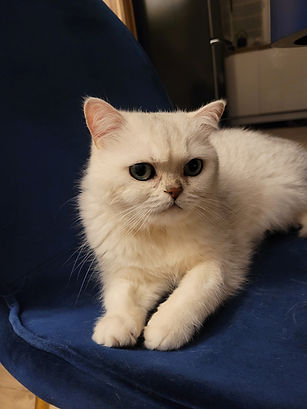 Avis client garde chat