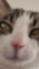 Mascotte de Général Moustache