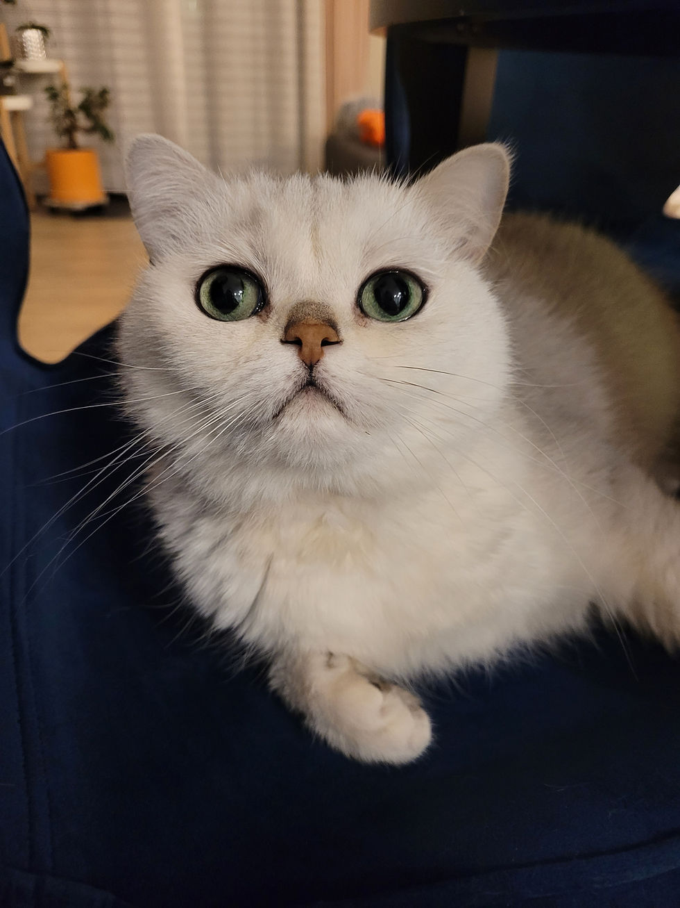 Daria pour Emily. Prestation de cat sitting.