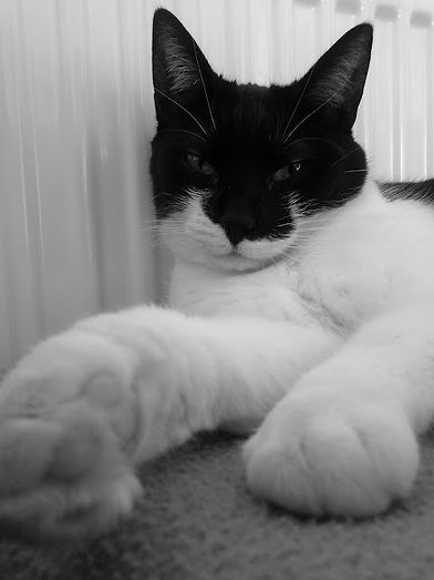 chat gardé