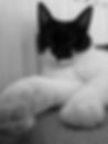 chat gardé