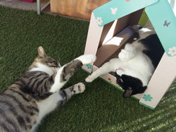 Cohabitation difficile