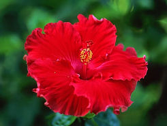Hibiscus.jpg