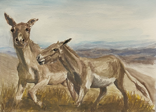 Asses, wild asses, horses, donkeys, watercolor, painting