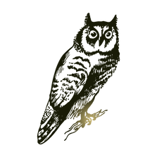 Halloween Owl