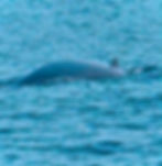 dolphins swimming during watching in mirissa, SRI LANKA