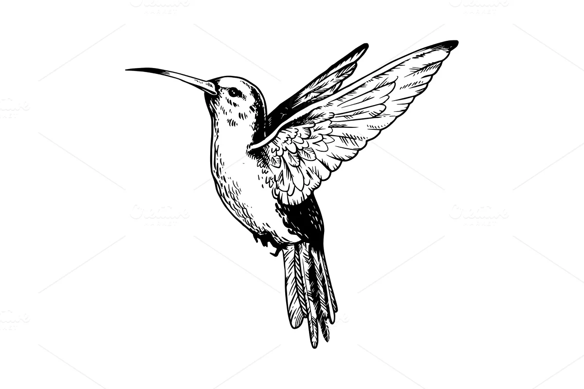 hummingbird.webp