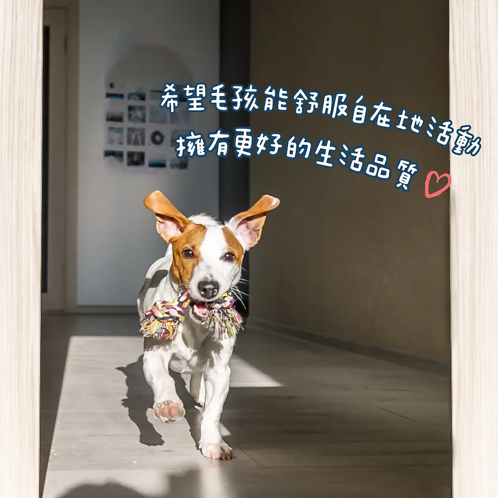 縮圖：汪喵 UCII 關節保養粉 ( MSM 加強配方)