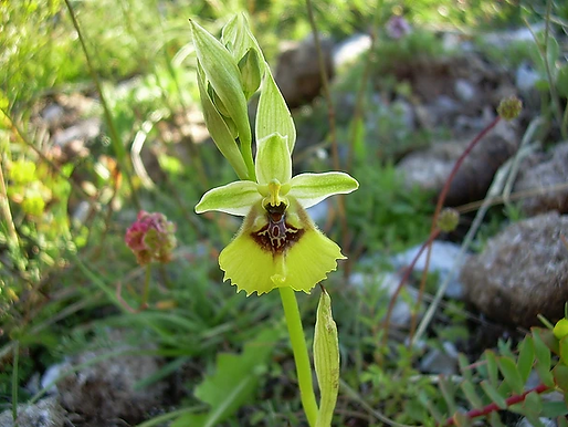 Ophrys lacaitae