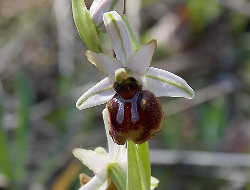 Ophrys sphegodes x O. argolica subsp. crabronifera