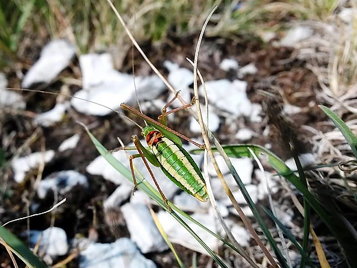 Leptophyes boscii (Fieber, 1853)