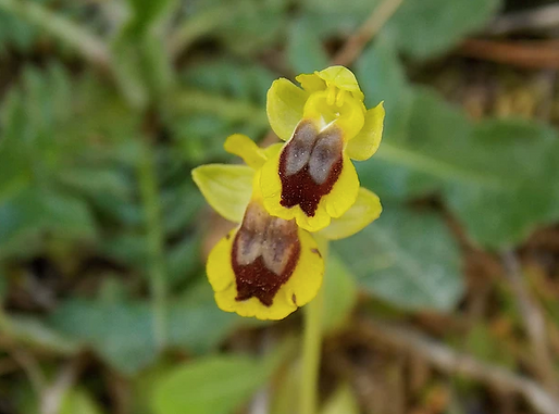 Ophrys lutea