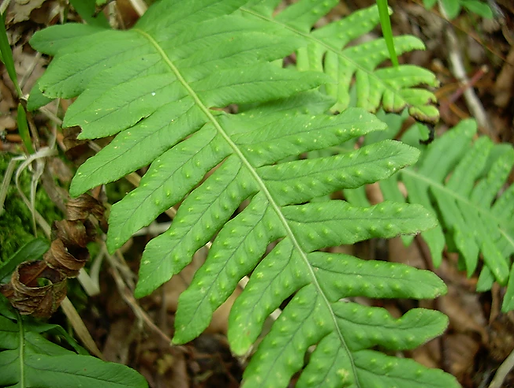 Polypodium vulgare