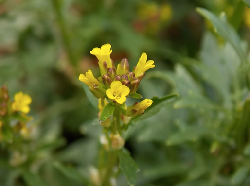 Barbarea bracteosa Guss. (Brassicaceae)