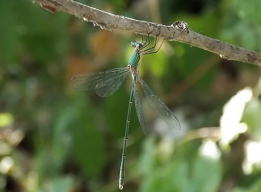 Chalcolestes viridis (Van Der Linden, 1825)