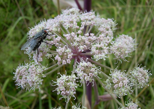 Angelica sylvestris L. (Apiaceae)
