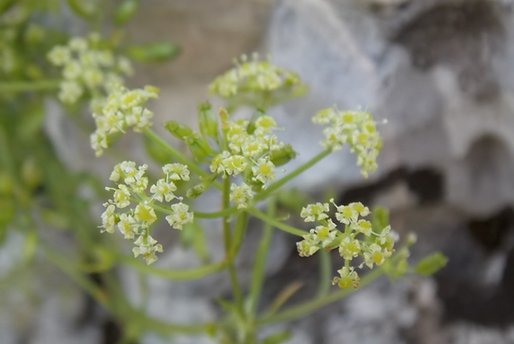 Carum heldreichii Boiss. (Apiaceae)