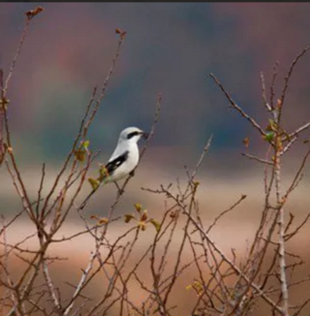 Averla maggiore (Lanius excubitor)