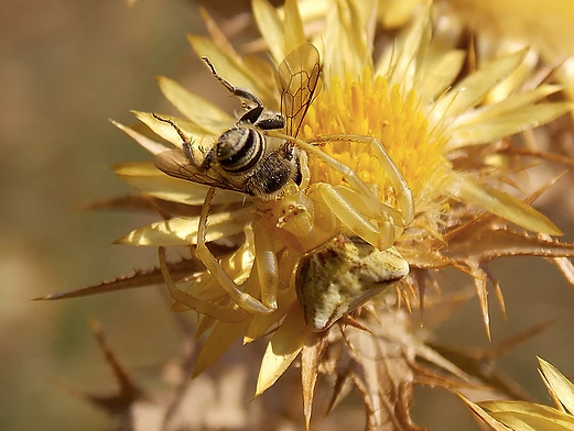 Thomisus onustus (Walckenaer, 1805)