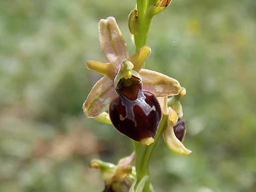 Ophrys passionis subsp. majellensis x O. holosericea subsp. gracilis