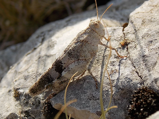 Oedipoda germanica (Latreille, 1804)