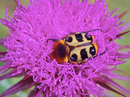 Trichius fasciatus
