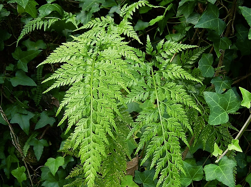 Asplenium onopteris