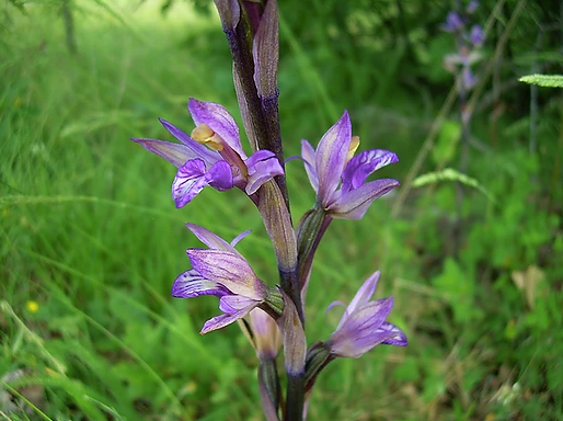 Limodorum abortivum (L.) Sw