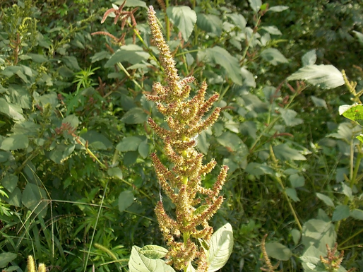 Amaranthus hybridus L. (Amaranthaceae)