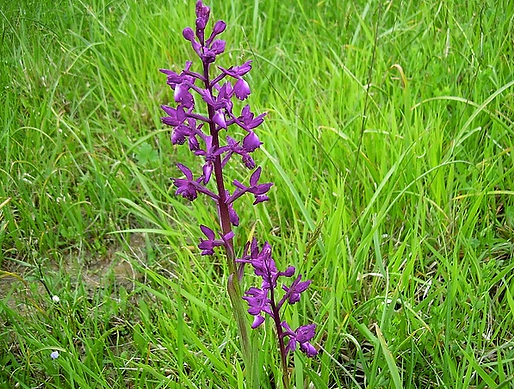 Anacamptis laxiflora (Lam.) R. M. Bateman, Pridgeon & M.W. Chase