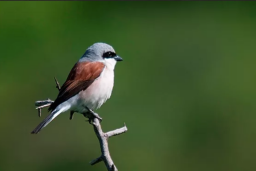 Averla piccola (Lanius collurio)