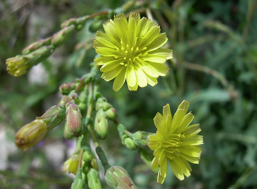 Lactuca serriola L. (Asteraceae)