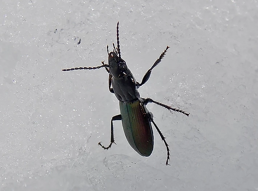 Pterostichus bicolor
