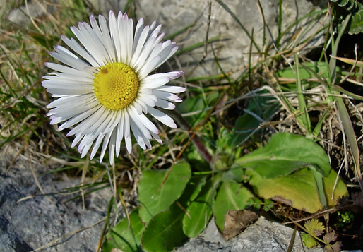 Bellis sylvestris Cyr. (Asteraceae)