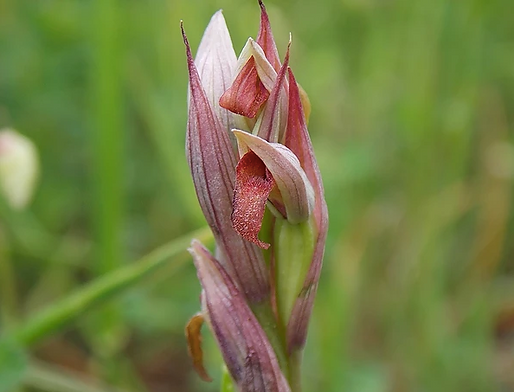 Serapias parviflora