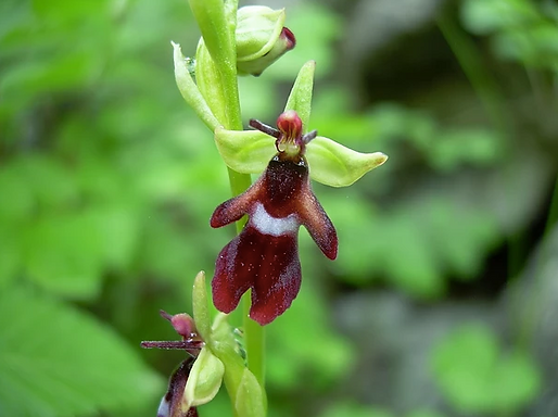 Ophrys insectifera