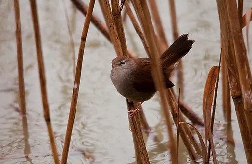 Usignolo di fiume (Cettia cetti)